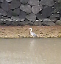 bird.jpg