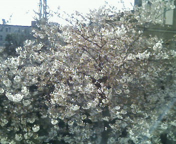 sakura2009.jpg