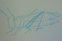 bat.jpg