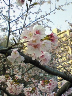 sakura.jpg